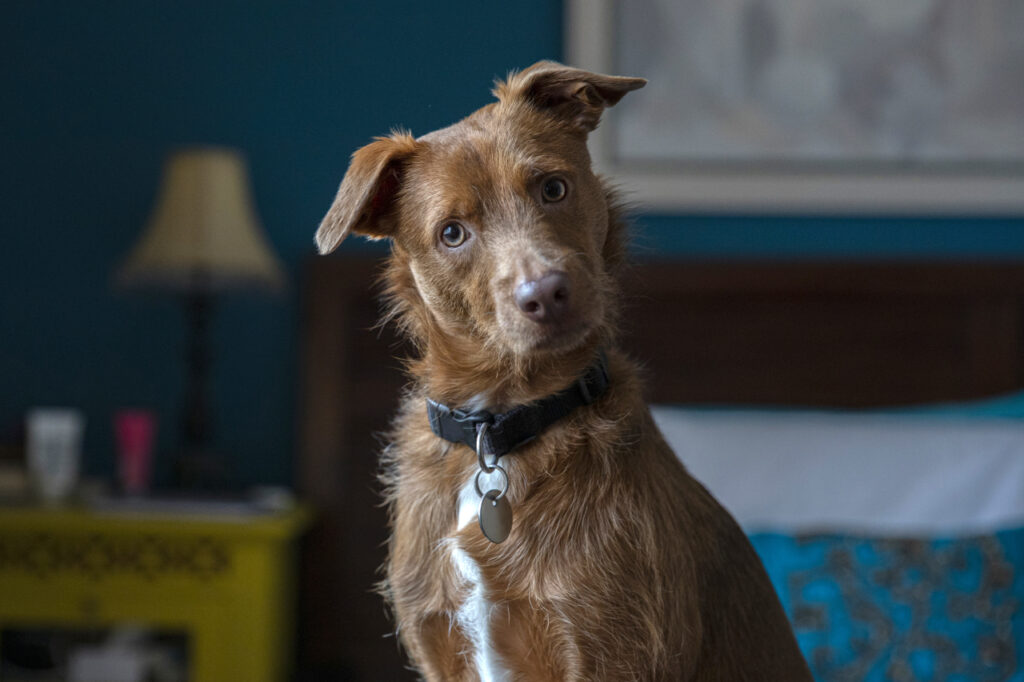 portrait amusant d'un chien à la maison, regardant l'appareil photo