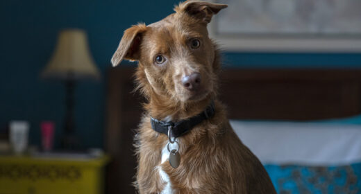 portrait amusant d'un chien à la maison, regardant l'appareil photo
