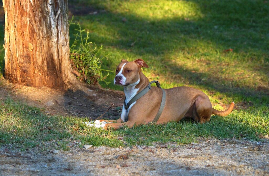 American Staffordshire Terrier