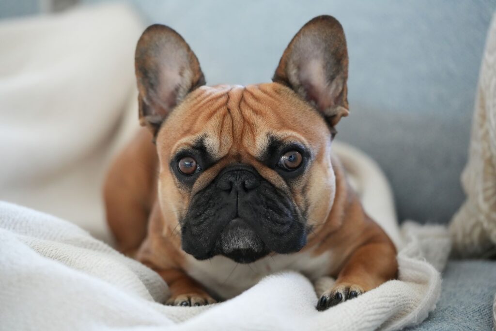 Bouledogue Français