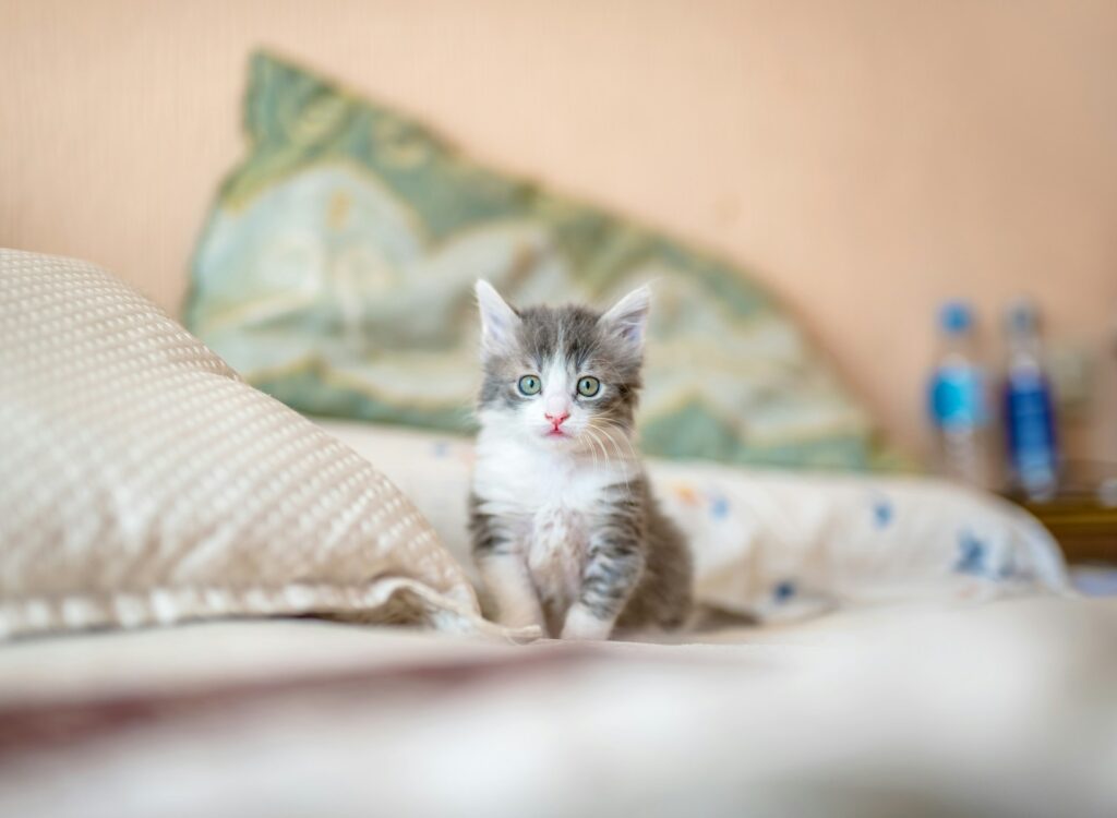 Chaton