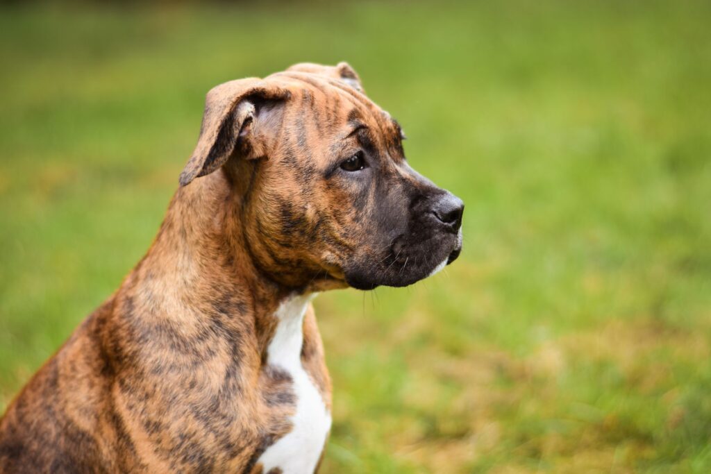 Boxer