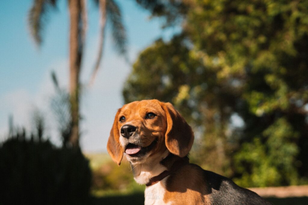 Beagle